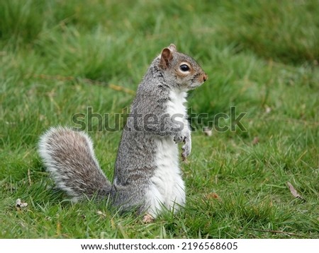 A side view of a cute grey squirrel standing up in the grass.