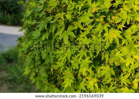 Acer japonicum, Amur maple, Japanese-maple fullmoon maple, Japan southern Korea. Acer tree,Gardeners Dream Acer colorful foliage acer  shrub