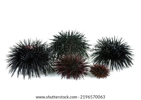 Few sea urchin isolated on white background. Side view