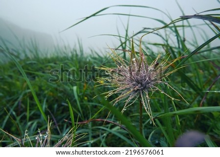 Pulsatilla patens plant in misty mountains after rain. Water droplets on a flower