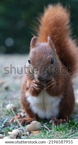 Red squirrel eating nuts wild