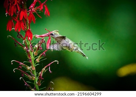 Ruby-throated Hummingbird (rchilochus colubris) feeding on a cardinal flower (Lobelia cardinalis). Royalty-Free Stock Photo #2196604299
