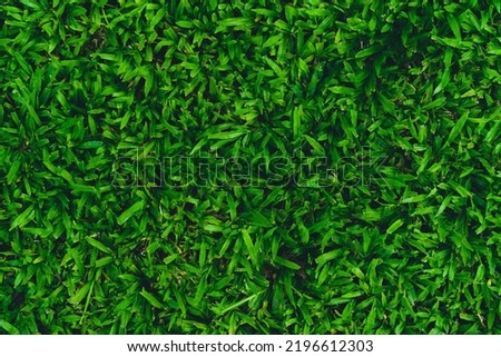 Nature of green leaf in beautiful garden. Natural green leaves plants background cover page environment ecology or greenery wallpaper concept