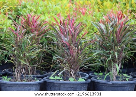 Cambodia. Cordyline fruticosa is an evergreen flowering plant in the family Asparagaceae. It is identified by a wide variety of common names, including ti plant, palm lily, cabbage palm.