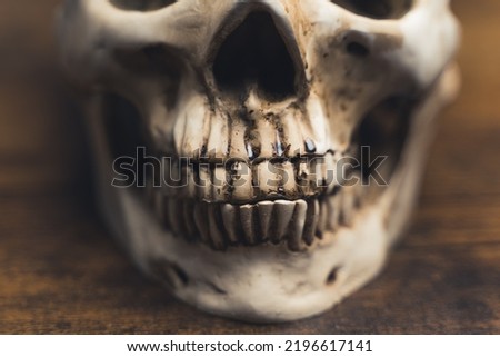 Human anatomy. A human skull on the table, teeth close-up. Anatomically correct medical model of the human skull. High quality photo