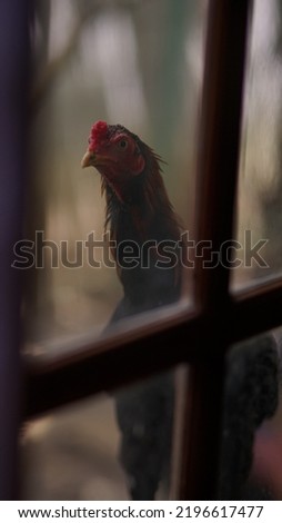 a rooster who climbs a rock and looks into the house through the side window