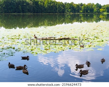 several duck swim in lake in forest on sunny summer day near Raifa Bogoroditsky Monastery, Russia