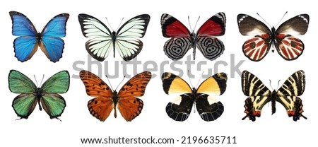 Collection beautiful of different types realistic butterflies, Isolated on white background with clipping path for your design