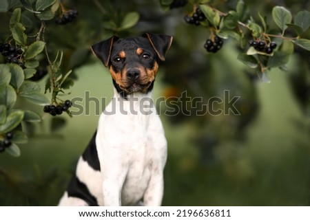 beautiful brazilian terrier puppy portrait outdoors  Royalty-Free Stock Photo #2196636811