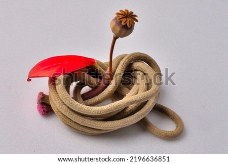 Composition of an old rope, a dry poppy head and a rose petal close-up