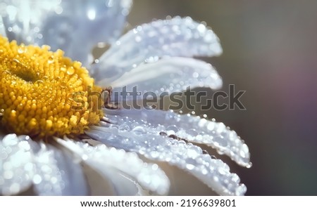 Garden daisies Leucanthemum vulgare close up. Flowering of daisies. Oxeye daisy, Daisies, Dox-eye, Common daisy, Moon daisy. Macro Chamomile or camomile flower with drops of water on the white petals Royalty-Free Stock Photo #2196639801