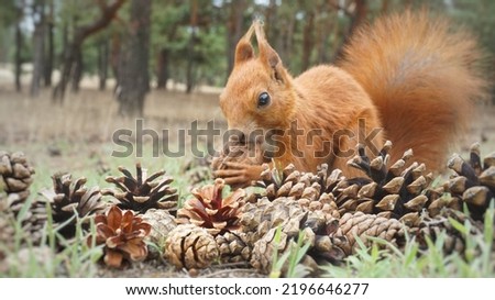 Pine cones in the forest.A squirrel gnaws a nut, found a nut, cones, a handful, many cones lie on the ground, on the grass