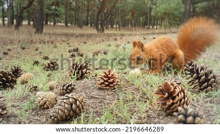 Pine cones in the forest.The squirrel is looking, found a nut, a lot of big pine cones lies on the grass