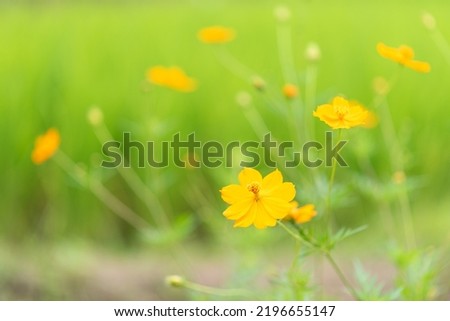 soft nature texture background, field flower, flower garden, green background
