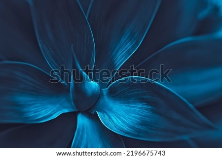 Succulent species agave attenuata leaves details, top view. Dragon plant. Cactus natural abstract floral pattern background, dark blue toned.  luxuriant Royalty-Free Stock Photo #2196675743