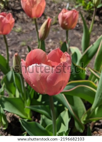 Tulip Poco Loco - a variety with a large, goblet-shaped flower of an attractive mother-of-pearl-pink color. Royalty-Free Stock Photo #2196682103