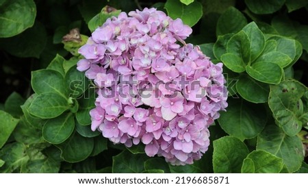 Hydrangea or Hortensia is flower. It has many color.  Hydrangea is from Greek that mean is  Bowl of Water = Water (Hydro) and Vessel (Angeion). It also changes color according to soil type.
