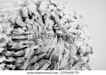 Chrysanthemum bright flower. On white isolated background with clipping path. Closeup no shadows. Nature. Can used on banner, album cover, sticker, book cover,  poster, menu, flyer.