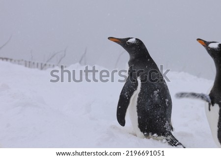 Close-up picture of Penguin under blizzard 