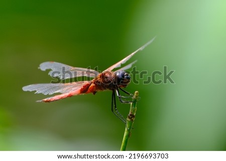 Some natural insect-picture taken in the park