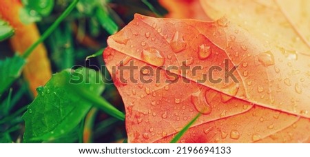 Dry fall leaf texture detail. Abstract background of autumn beauty of forest nature. Fresh dew water drops. Brown red sheet vein structure. Wet droplet on tree plant close up. Eco flora macro closeup.