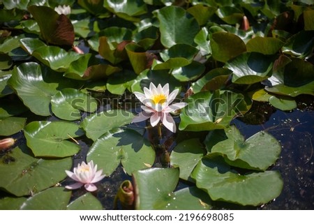 Lily in swamp. Lotus on pond. Beautiful nature. Aquatic plants.