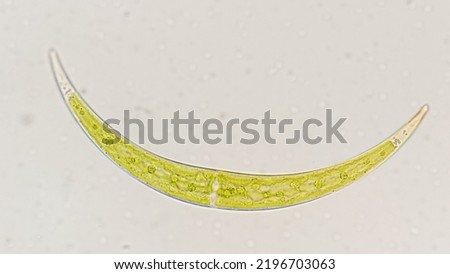 Unknown species of Closterium. 400x magnification with selective focus Royalty-Free Stock Photo #2196703063