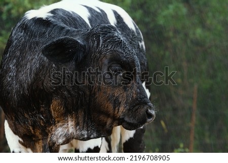 Wet fur of calf on farm during rainy weather in Texas closeup.