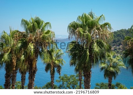 Tops of palm trees against the backdrop of the sea bay and mountains, Aegean Sea, Bodrum, Turkey. Royalty-Free Stock Photo #2196716809