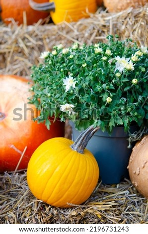Hello Autumn seasonal concept. Autumn still life with pumpkins in the hay and a bouquet of flowers in a bucket. Greeting card or banner for Thanksgiving holiday.