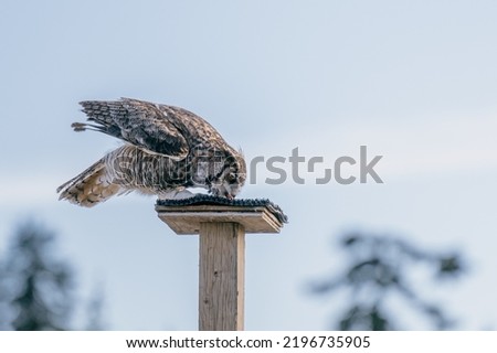 Owl eating gracefully on a stand