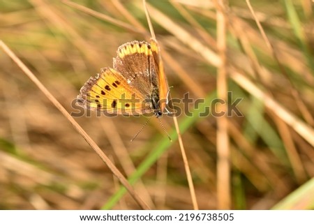 In the picture, the thistle butterfly or Vanessa cardui is a medium-sized diurnal butterfly.