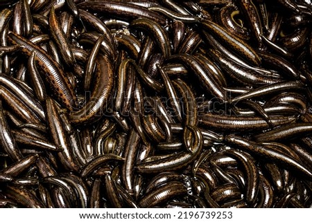 Medical leeches for hirudotherapy on leech farm or laboratory Royalty-Free Stock Photo #2196739253
