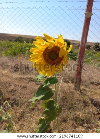 newborn beautiful and tall sunflower picture
