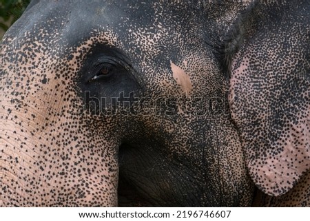 Kotte Raja is an elephant born in Myanmar. After the death of Raja Hasthia, who previously resided in the Kotte Rajamaha Vihara, this elephant was obtained from the Myanmar government to the Sri Lanka