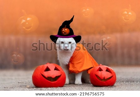 Funny white cat in wizard black hat and cloak sit on ground near orange glowing pumpkins against backdrop of magical autumn forest.Halloween celebration concept with cat dressed up in carnival costume