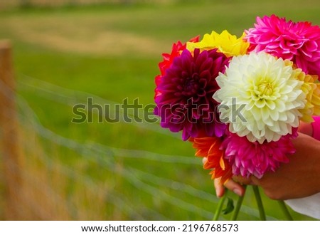 hands holding a bouquet of colorful dahlia flowers, close-up, copy space