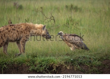 Spotted hyena and White-backed Vulture looking at each other in Masai Mara National park Kenya. Wildlife on Safari