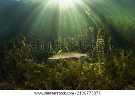 Calm northern pike in Traun river. River scuba diving. Pike during dive. European nature. Royalty-Free Stock Photo #2196773877