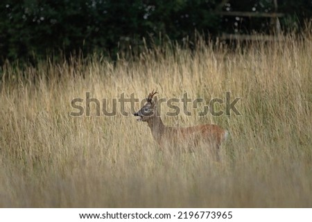 Roe deer during rut time. Deer roaring on the meadow. Autumn in animals kingdom.	
