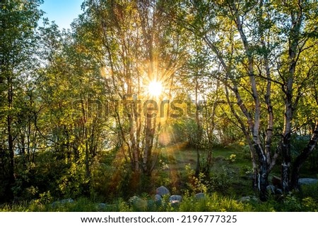 Sunbeams through the trees. Birch grove in Karelia. Summer Karelian landscape. Northern forest.
