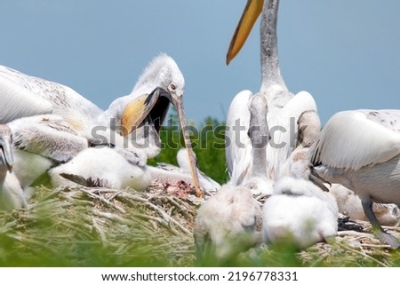 Nestlings of Dalmatian pelican or Pelecanus crispus Royalty-Free Stock Photo #2196778331