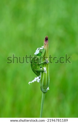A juvenile common chameleon camouflaged in green environment on a tragopogon flower.  Royalty-Free Stock Photo #2196781189