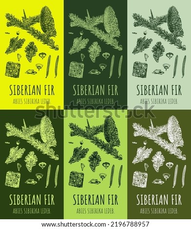 Set of vector drawing of Siberian fir in various colors. Hand drawn illustration. Latin name ABIES SIBIRIKA LEDEB.