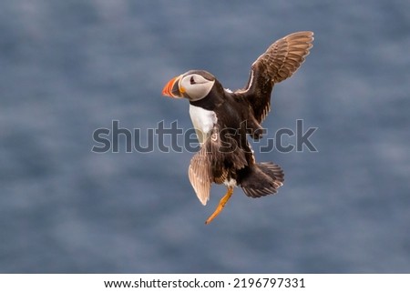 Atlantic Puffin landing on the rocks of Runde in Norway after a day of fishing on the ocean
