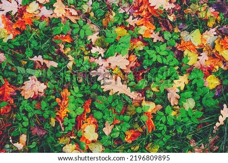 Yellow, orange red brown september autumn leaves on ground in beautiful fall park. Fallen golden autumn oak leaf on green dry garden grass. October day landscape background. Top view close up flatlay.