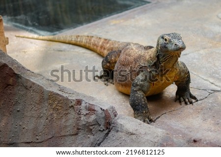 One of the rare reptile in the world named Komodo dragon 