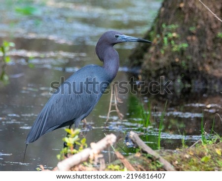 Tri-colored Heron wading in a swamp looking for prey.