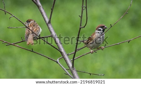 Sparrows on a branch of a dried tree.