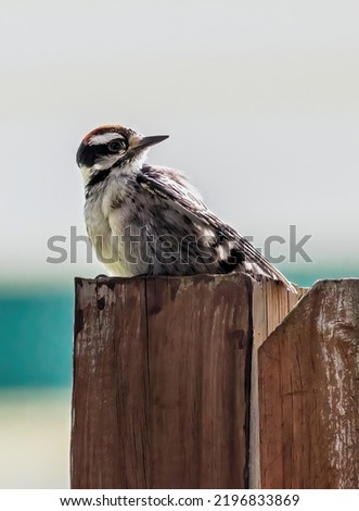 Male hairy woodpecker perched on a backyard wooden fence on a summer day in Taylors Falls, Minnesota USA.